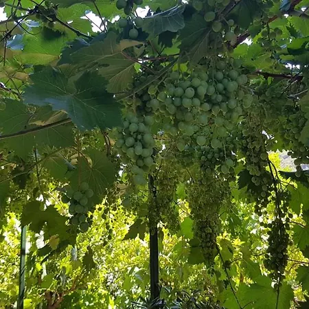 Gasthof Borgo And Bike 3*